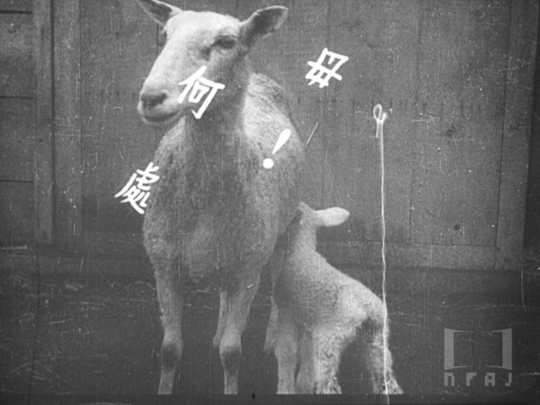 北鮮の羊は語る