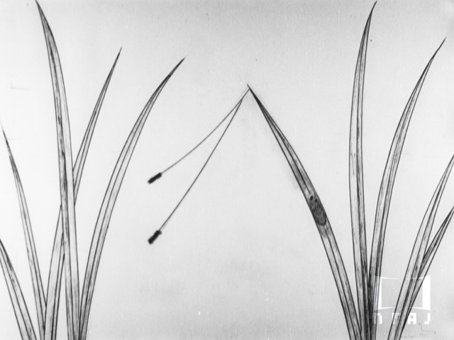 ずゐむしの生活